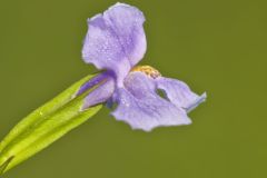 Allegheny Monkeyflower, Mimulus ringens