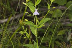 Allegheny Monkeyflower, Mimulus ringens