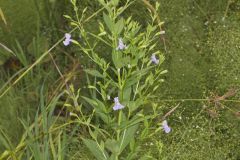 Allegheny Monkeyflower, Mimulus ringens