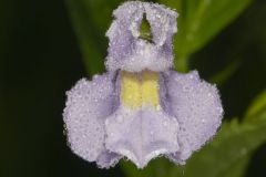 Allegheny Monkeyflower, Mimulus ringens