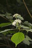 Alternateleaf Dogwood, Cornus alternifolia