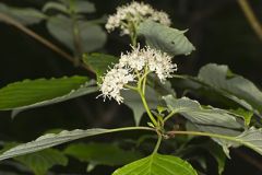 Cornaceae, Dogwood Family
