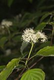 Alternateleaf Dogwood, Cornus alternifolia