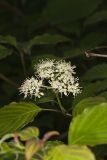 Alternateleaf Dogwood, Cornus alternifolia
