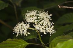 Alternateleaf Dogwood