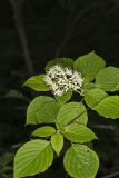 Alternateleaf Dogwood, Cornus alternifolia