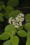 Alternateleaf Dogwood, Cornus alternifolia