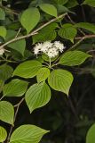 Alternateleaf Dogwood, Cornus alternifolia