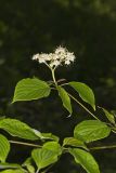 Alternateleaf Dogwood, Cornus alternifolia