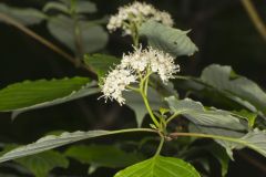 Alternateleaf Dogwood, Cornus alternifolia