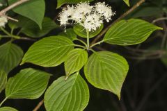 Alternateleaf Dogwood, Cornus alternifolia