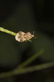 Ambush bug, Phymata americana