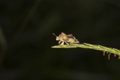 Ambush bug, Phymata americana