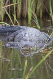 American Alligator, Alligator mississippiensis