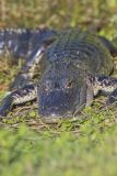 American Alligator, Alligator mississippiensis