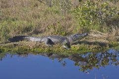 American Alligator, Alligator mississippiensis