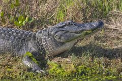 American Alligator, Alligator mississippiensis