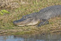 American Alligator, Alligator mississippiensis