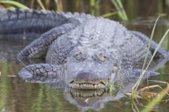 American Alligator, Alligator mississippiensis