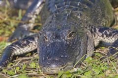 American Alligator, Alligator mississippiensis