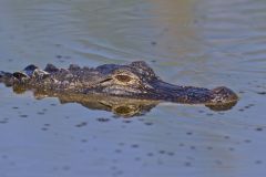 American Alligator, Alligator mississippiensis