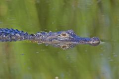 American Alligator, Alligator mississippiensis