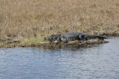 American Alligator, Alligator mississippiensis
