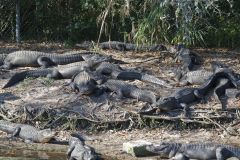 American Alligator, Alligator mississippiensis