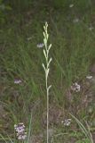 American Aloe, Manfreda virginica