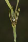 American Aloe, Manfreda virginica