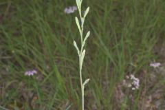 American Aloe, Manfreda virginica