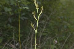American Aloe, Manfreda virginica