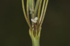 American Aloe, Manfreda virginica