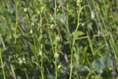 American Aloe, Manfreda virginica