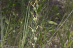 American Aloe, Manfreda virginica