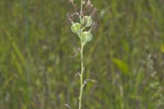 American Aloe, Manfreda virginica