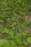 American Alumroot, Heuchera americana