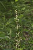 American Alumroot, Heuchera americana