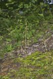 American Alumroot, Heuchera americana