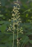American Alumroot, Heuchera americana