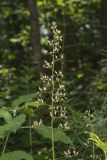 American Alumroot, Heuchera americana