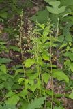 American Alumroot, Heuchera americana