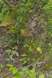 American Alumroot, Heuchera americana