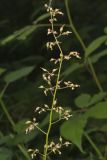 American Alumroot, Heuchera americana