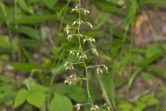 American Alumroot, Heuchera americana