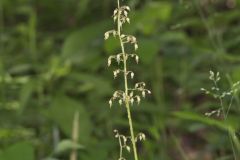 American Alumroot, Heuchera americana