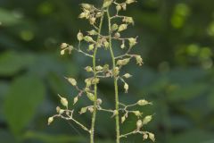 American Alumroot, Heuchera americana