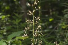 American Alumroot, Heuchera americana