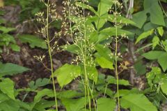 American Alumroot, Heuchera americana