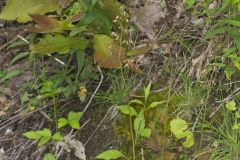American Alumroot, Heuchera americana